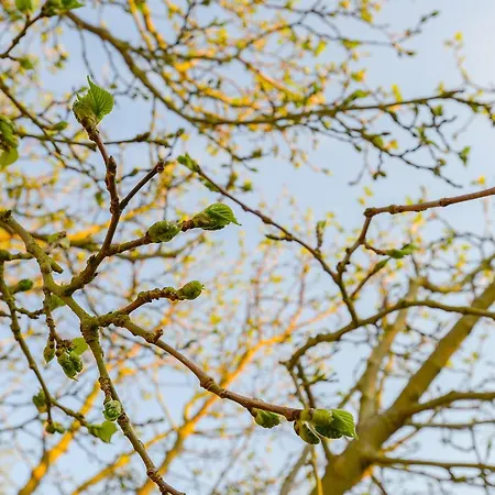 De Moerbei 4* De Cocksdorp (Texel)