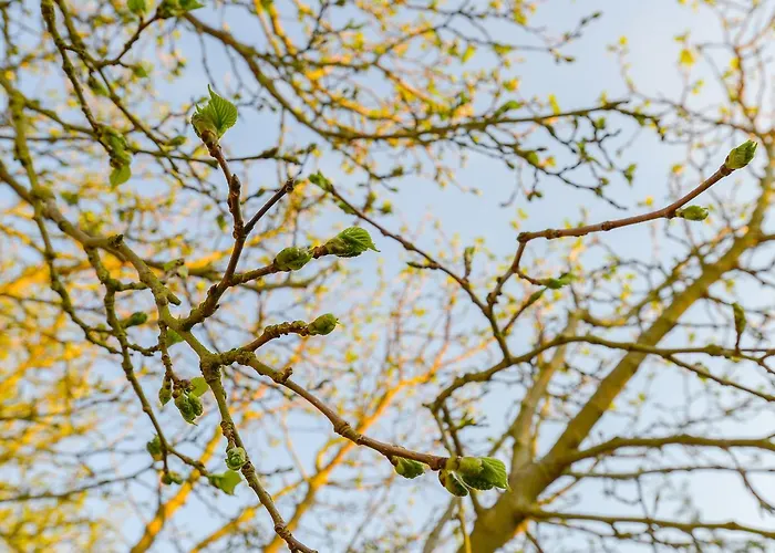 De Moerbei 4* Де-Коксдорп